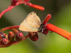 Cyanophrys miserabilis
