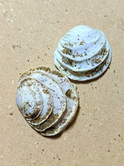 Irusella lamellifera
