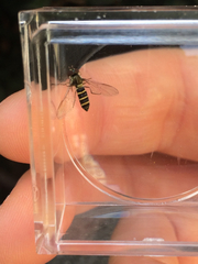 Fazia micrura