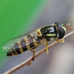 Ischiodon
