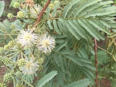 Leucaena pulverulenta