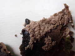 Arcyria stipata