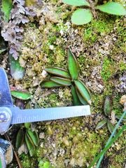 Pinguicula parvifolia