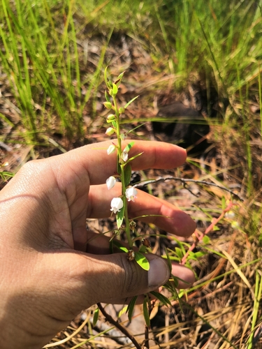 Image of Vaccinium stenophyllum by no rights reserved