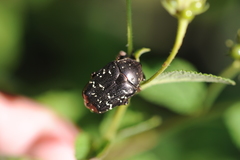 Protaetia orientalis sakaii