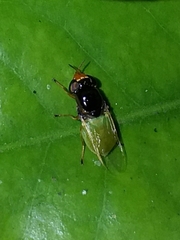 Chloromelas