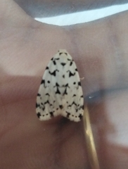Aemene taprobanis