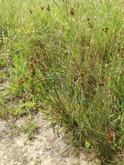 Juncus occidentalis