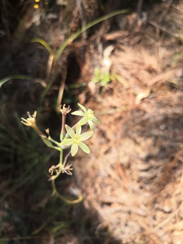 Agave santana-michelii