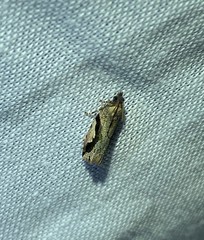 Statherotis pendulata