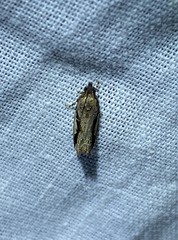 Statherotis pendulata