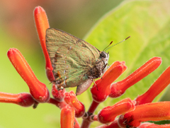 Cyanophrys miserabilis