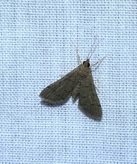 Piletocera macroperalis