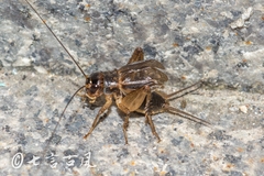 Velarifictorus aspersus