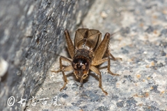 Velarifictorus aspersus