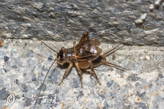 Velarifictorus aspersus