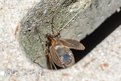 Meloimorpha japonica