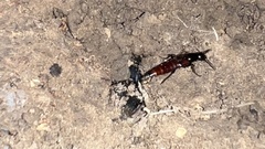 Hesperus baltimorensis