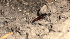 Hesperus baltimorensis