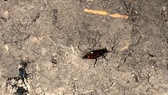 Hesperus baltimorensis