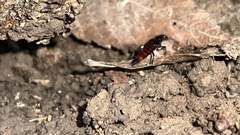 Hesperus baltimorensis