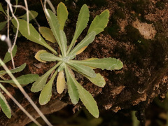 Primula specuicola
