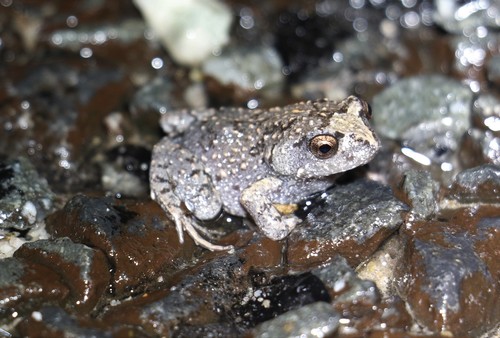 Brown Forest Toadlet, Uperoleia fusca