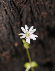 Stellaria flaccida