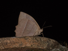 Taygetis tripunctata