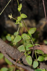 Stellaria flaccida
