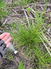Carex leavenworthii
