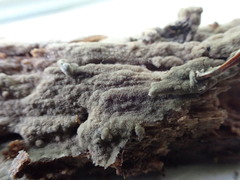 Botryobasidium conspersum