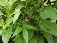 Passiflora tarminiana