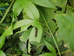Passiflora tarminiana