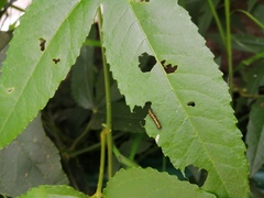 Passiflora tarminiana