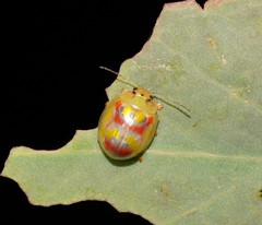 Paropsisterna gloriosa