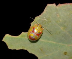 Paropsisterna gloriosa