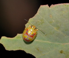 Paropsisterna gloriosa