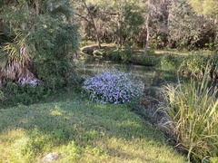 Ampelaster carolinianus