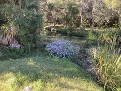 Ampelaster carolinianus