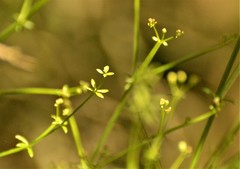 Galium latoramosum