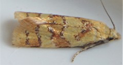Phtheochroa vitellinana