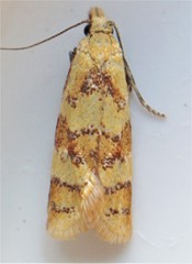 Phtheochroa vitellinana