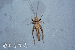 Svistella bifasciata