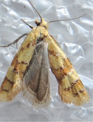 Phtheochroa vitellinana