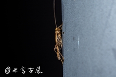Svistella bifasciata