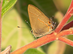 Electrostrymon hugon