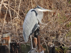 Ardea herodias