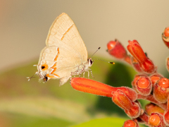 Electrostrymon hugon