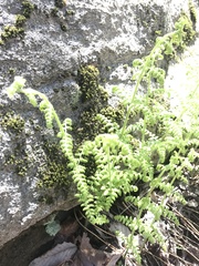 Woodsia obtusa